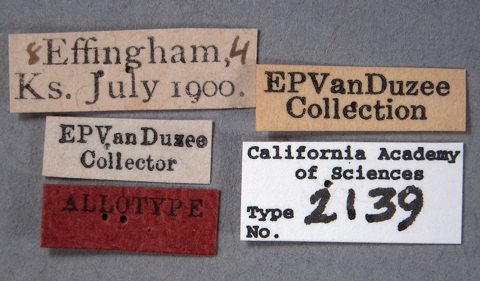 Ceresa albescens image