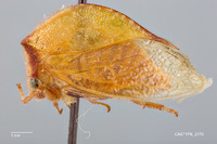 Ceresa aculeata image