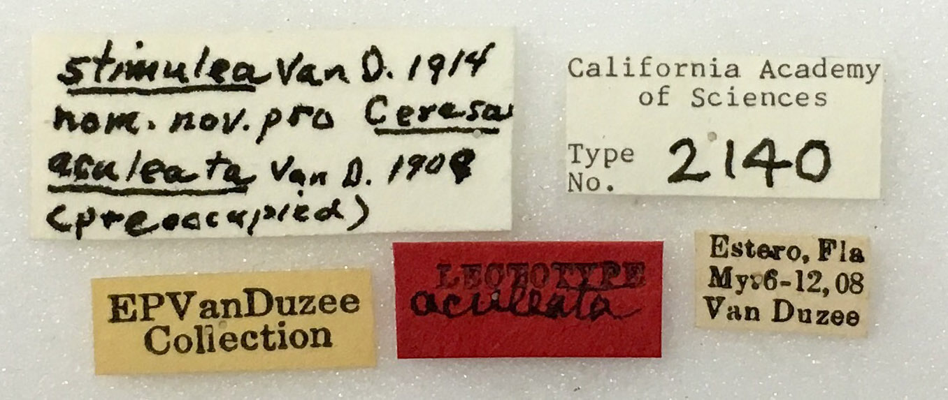 Ceresa aculeata image