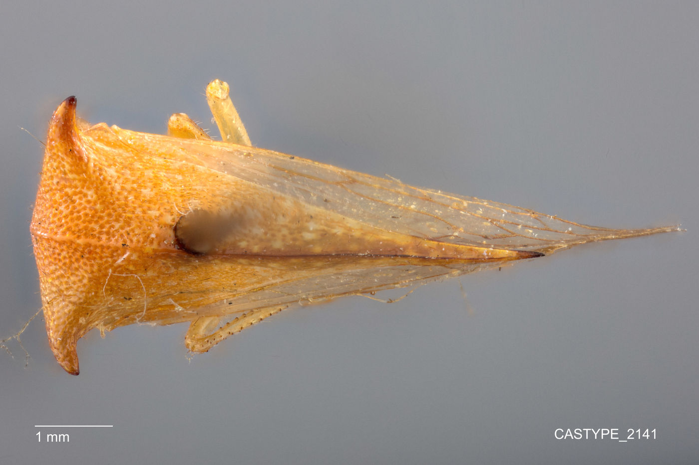 Ceresa palmeri image