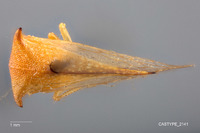 Ceresa palmeri image