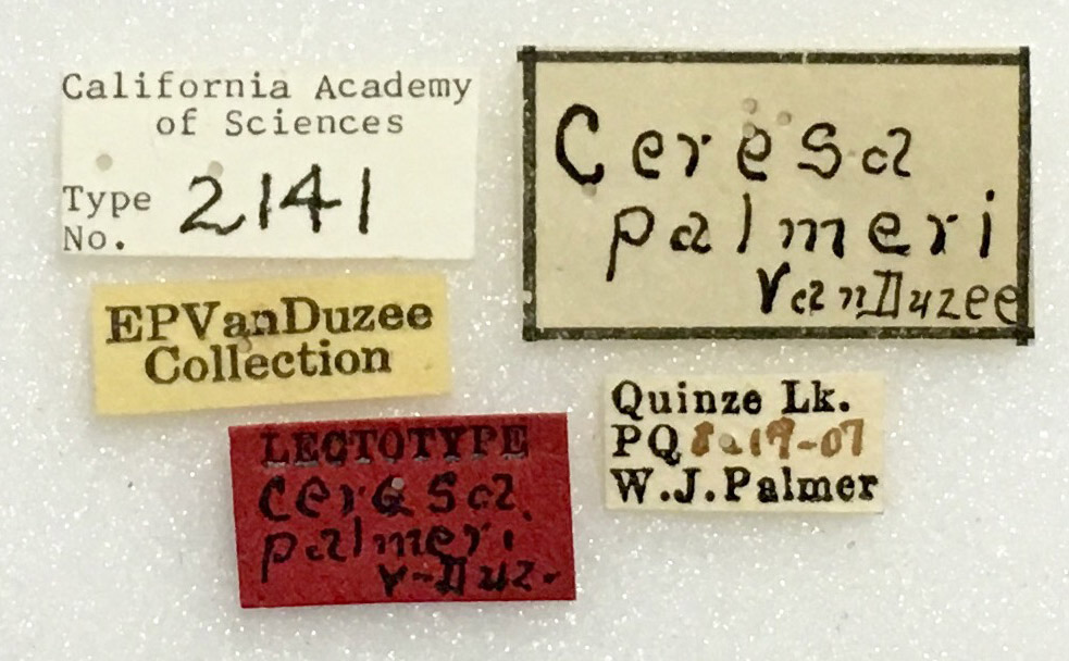 Ceresa palmeri image