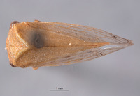 Stictocephala wickhami image