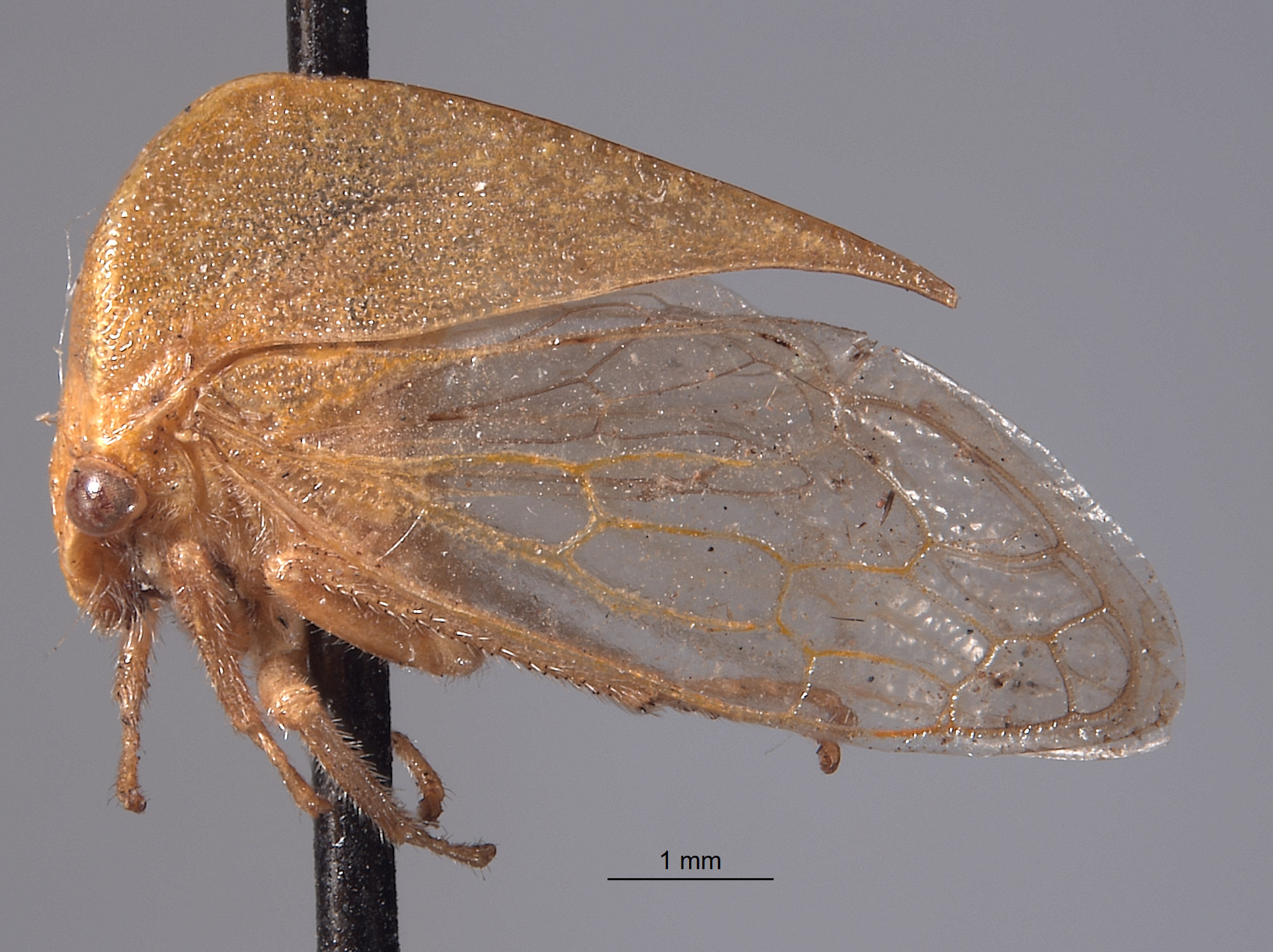 Stictocephala wickhami image