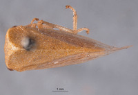 Stictocephala wickhami image