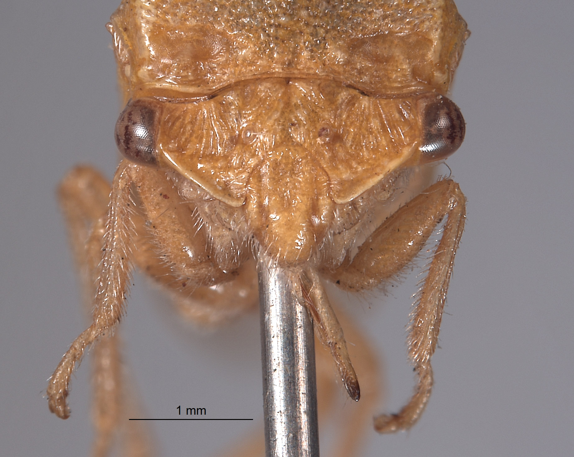 Stictocephala wickhami image