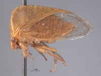 Stictocephala wickhami image