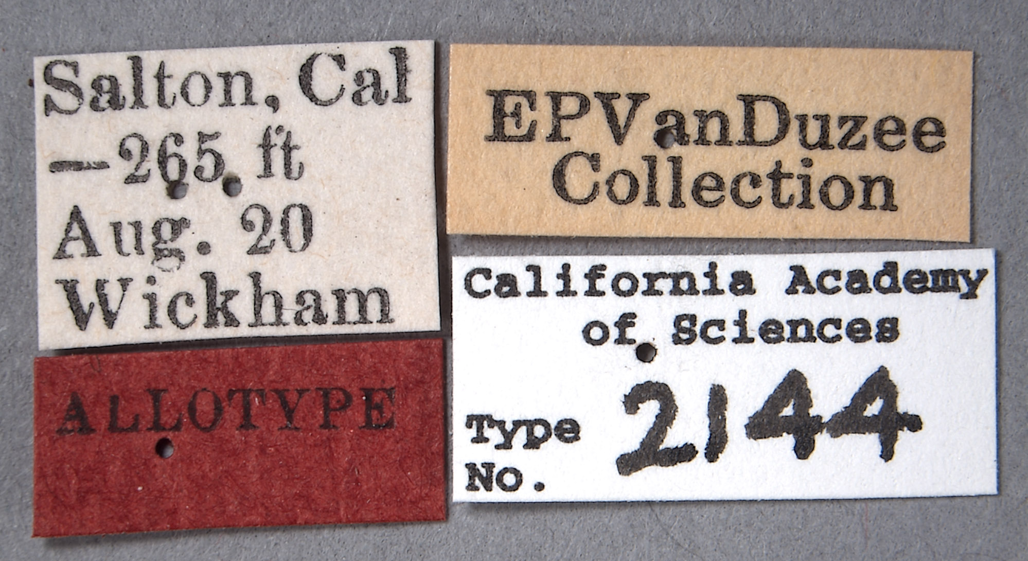 Stictocephala wickhami image