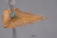 Stictocephala collina image