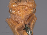 Stictocephala collina image