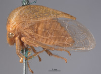 Stictocephala collina image