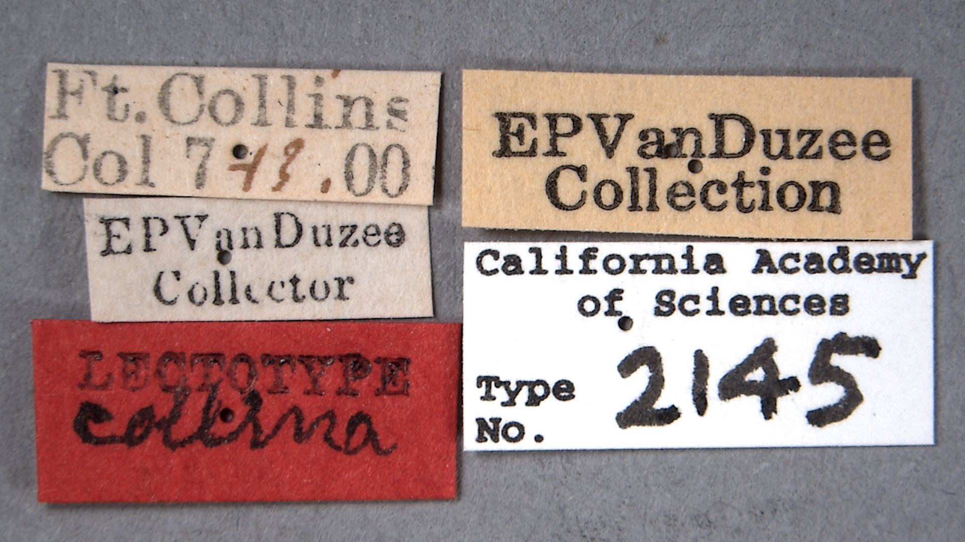 Stictocephala collina image