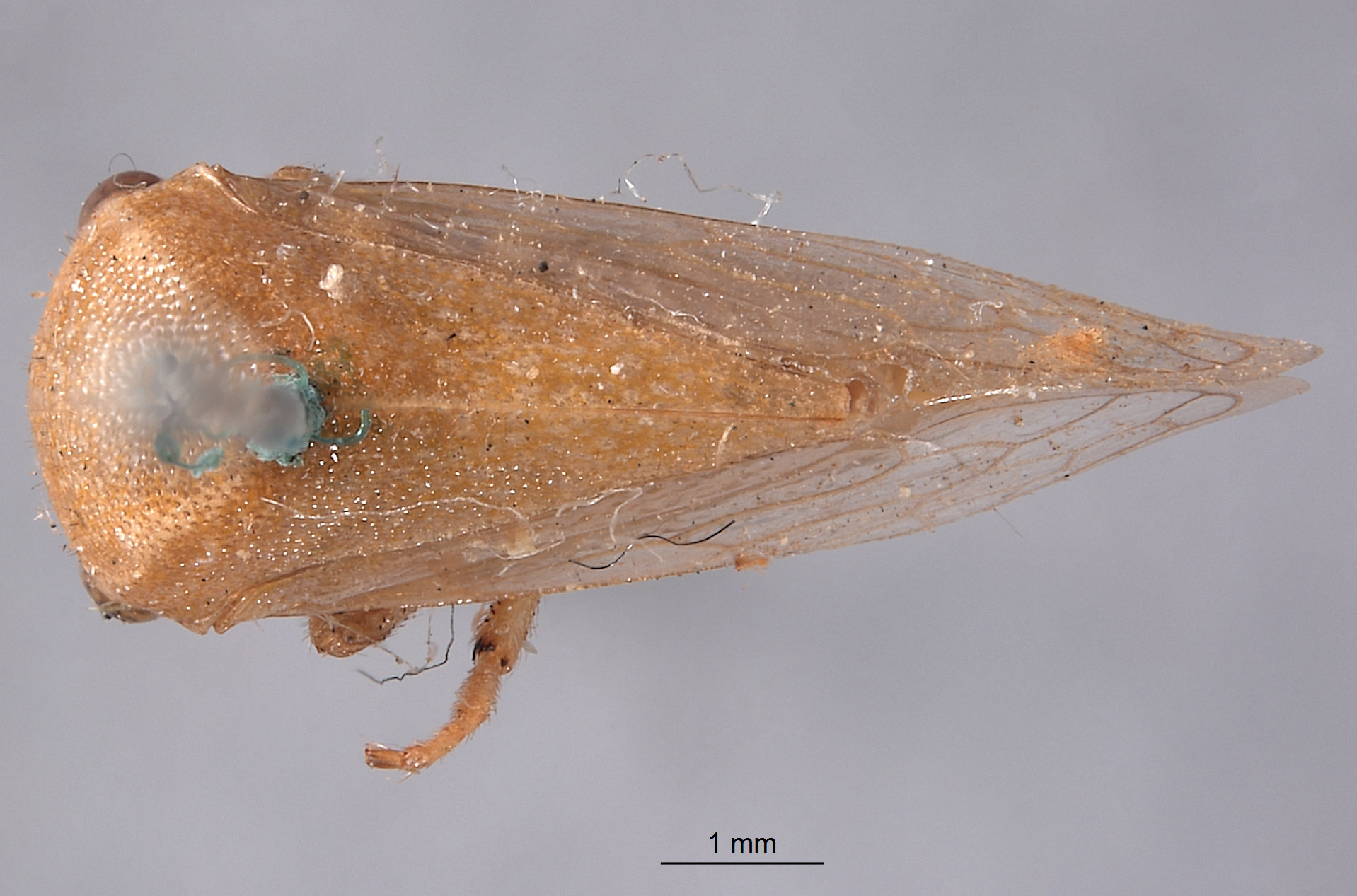 Stictocephala collina image