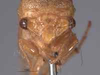 Stictocephala collina image