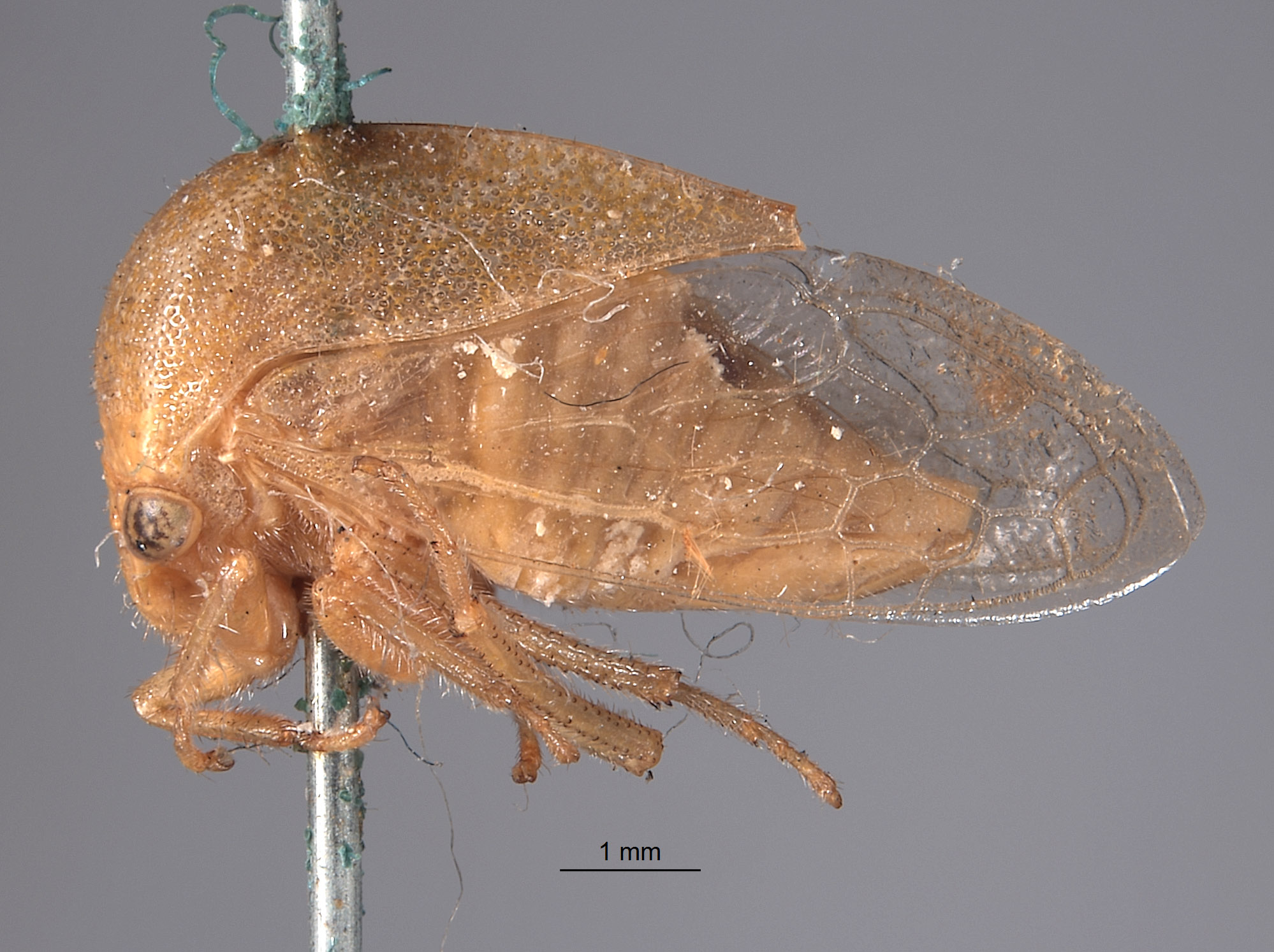 Stictocephala collina image