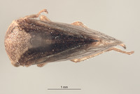 Stictocephala nigricans image