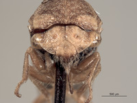 Stictocephala nigricans image