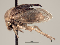 Stictocephala nigricans image