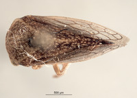 Stictocephala nigricans image
