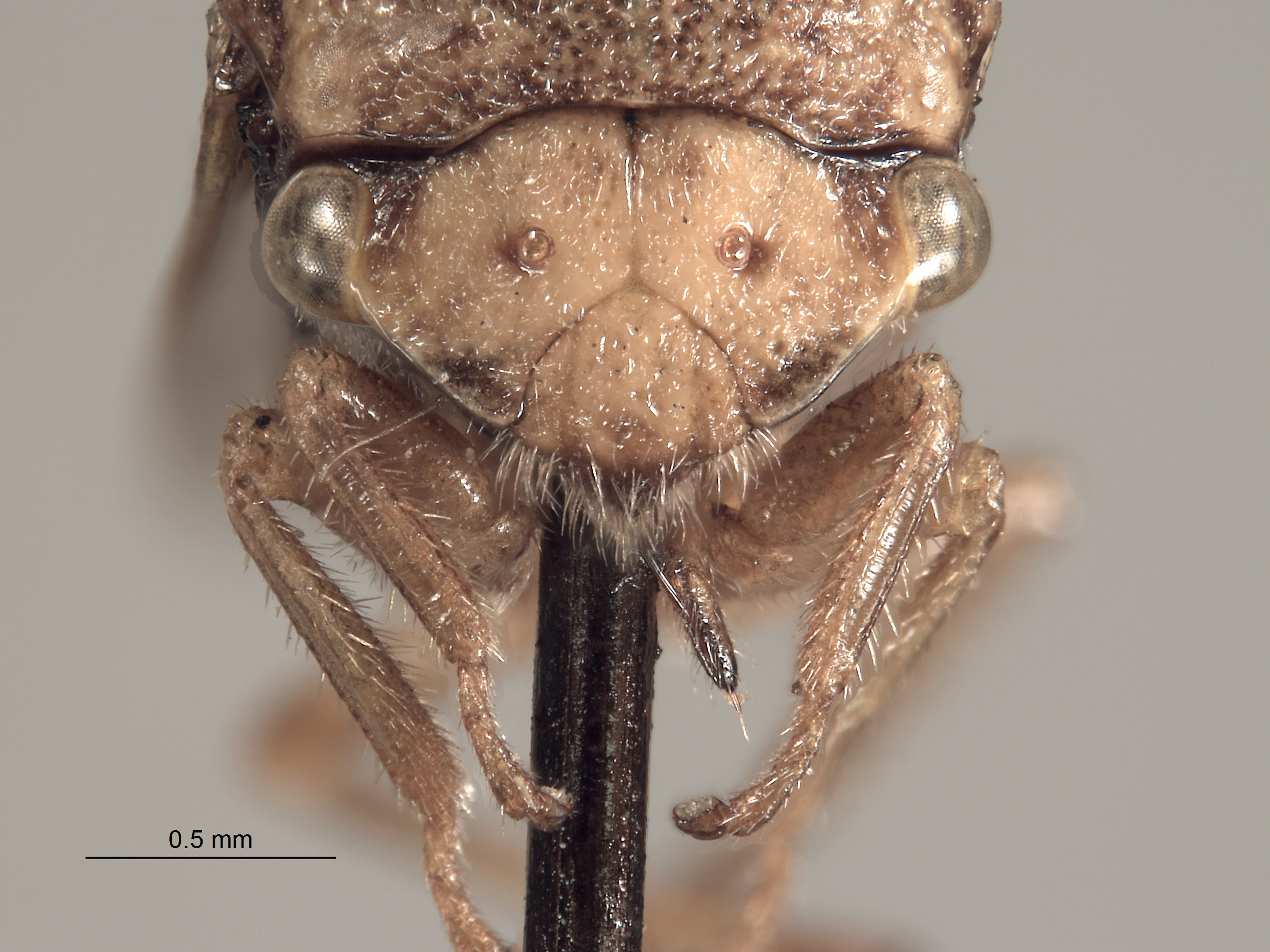 Stictocephala nigricans image