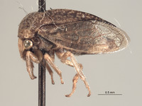 Stictocephala nigricans image