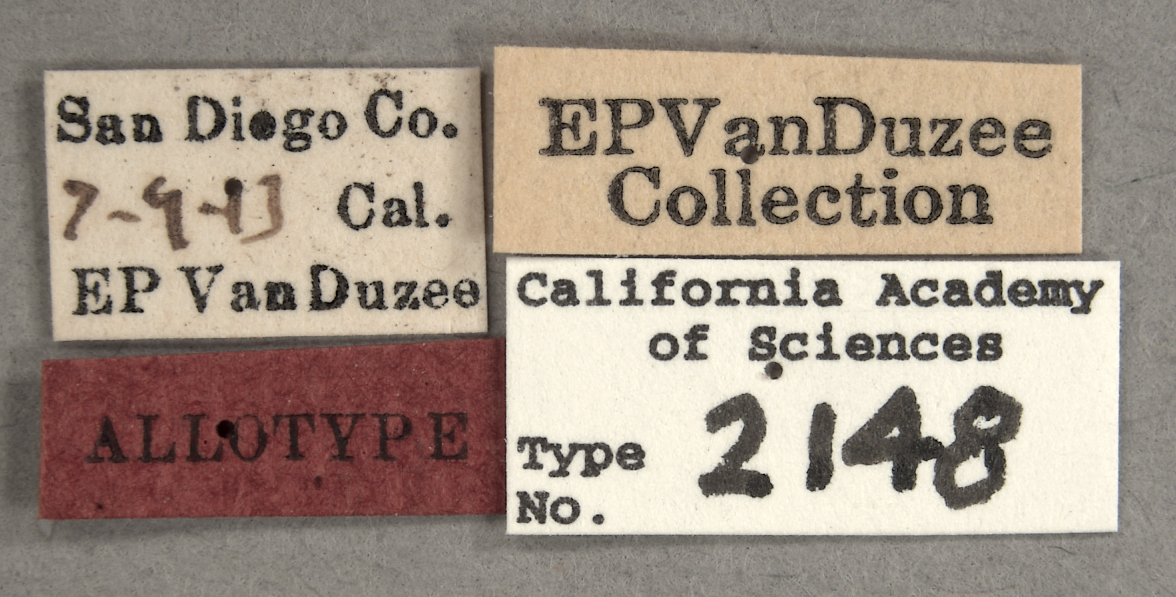 Stictocephala nigricans image