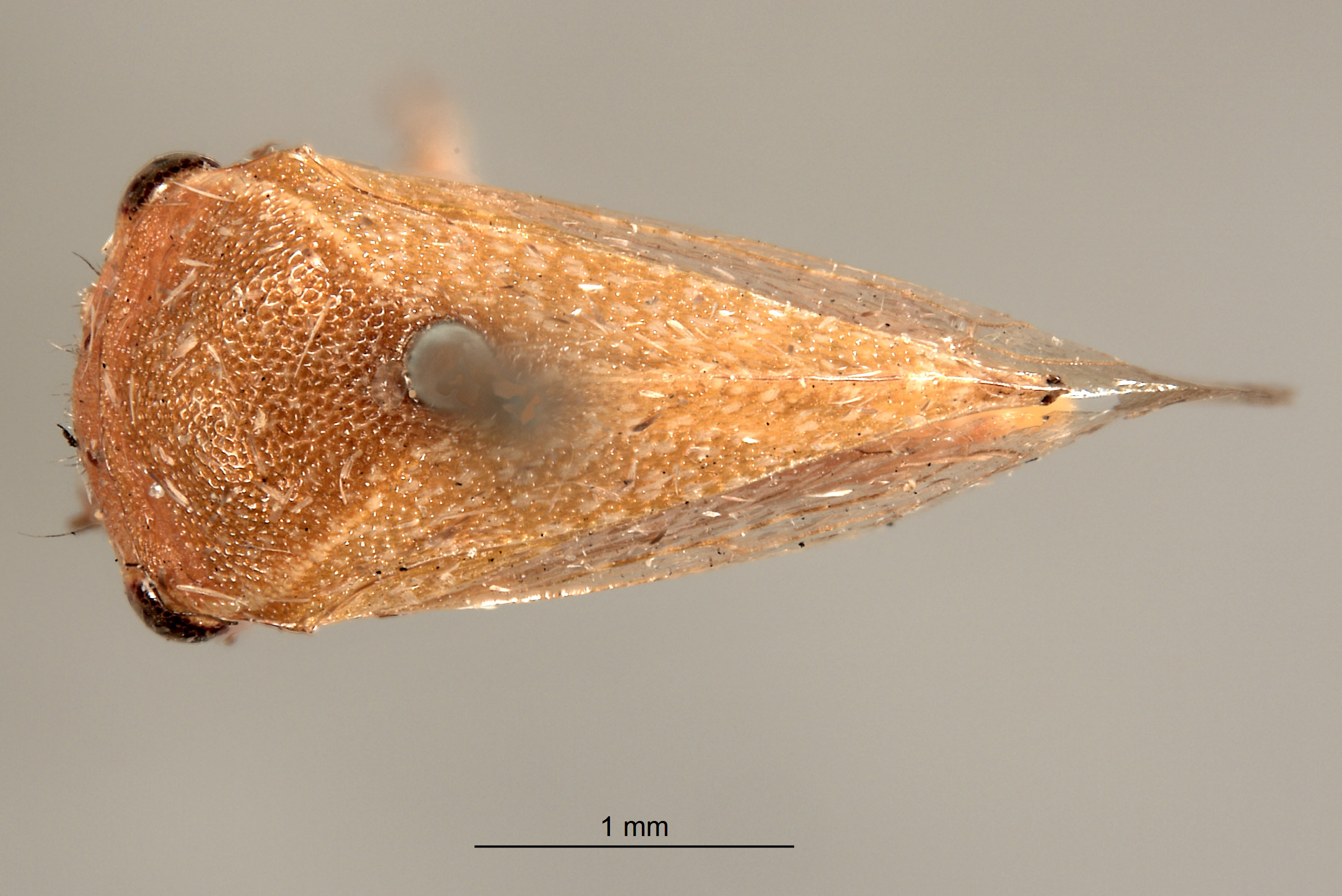 Stictocephala diminuta image