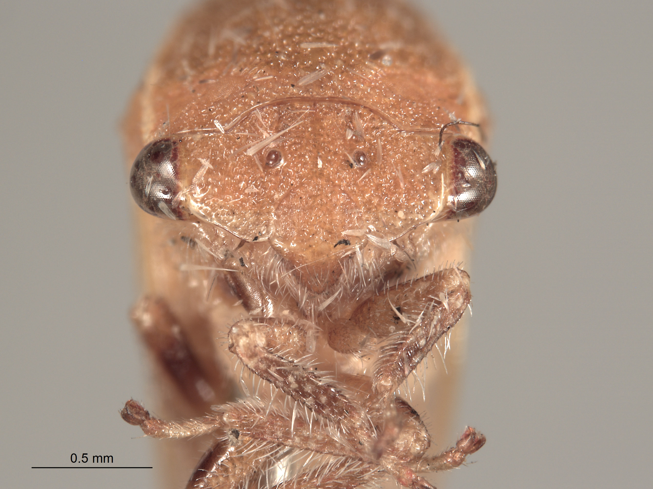 Stictocephala diminuta image