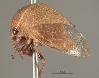 Stictocephala diminuta image