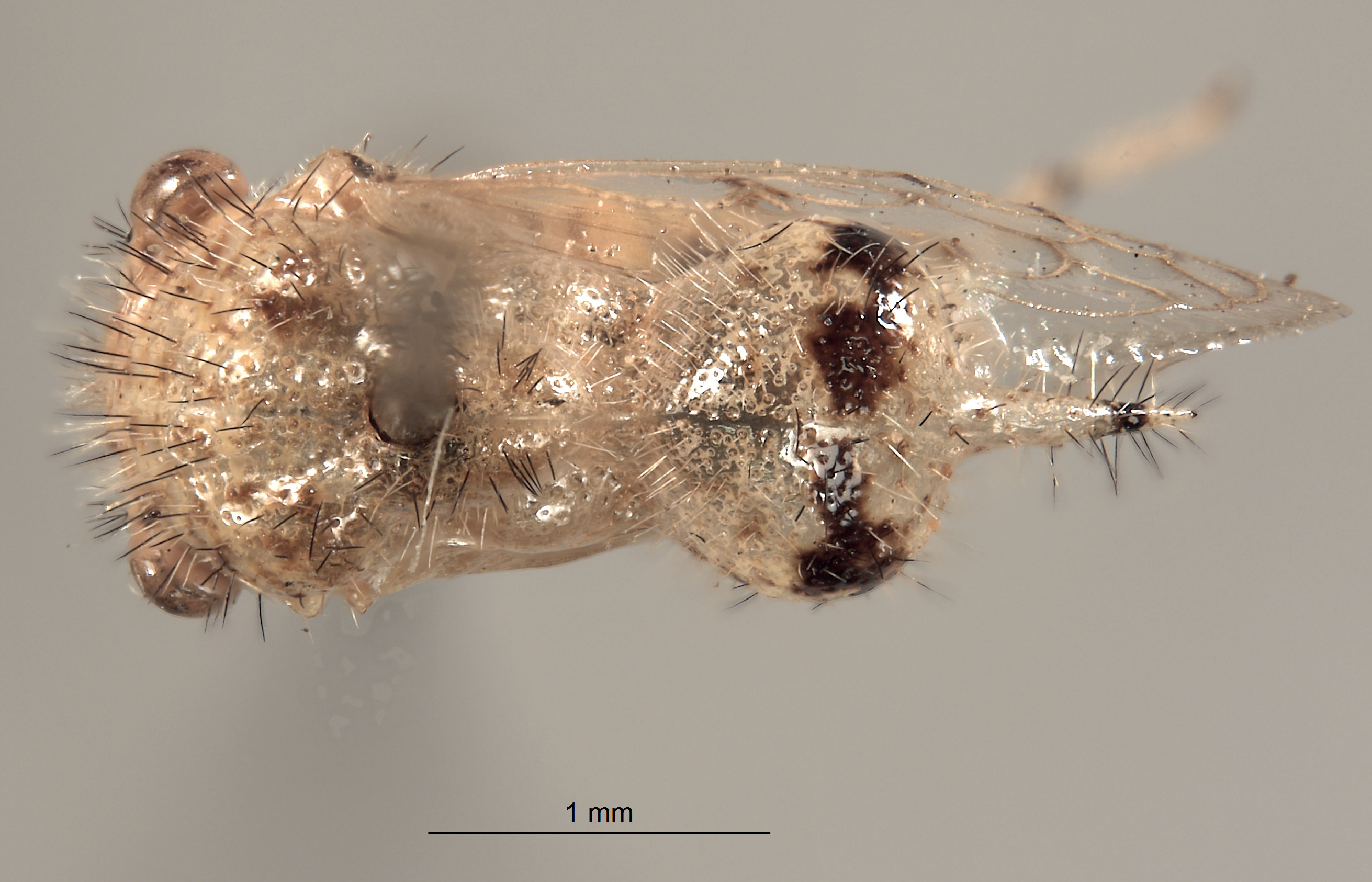 Parantonae hispida image