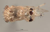 Parantonae hispida image