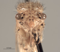 Parantonae hispida image