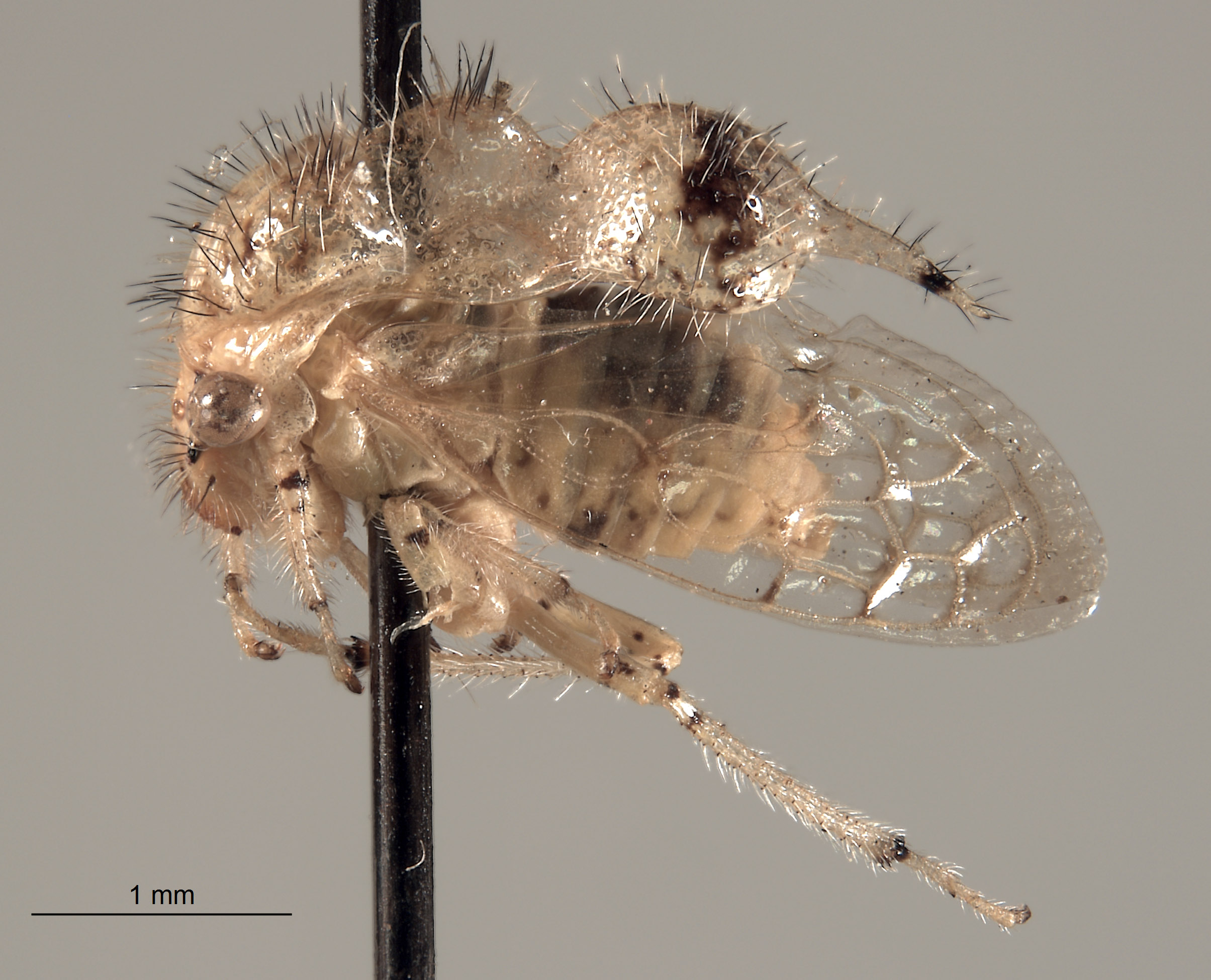 Parantonae hispida image