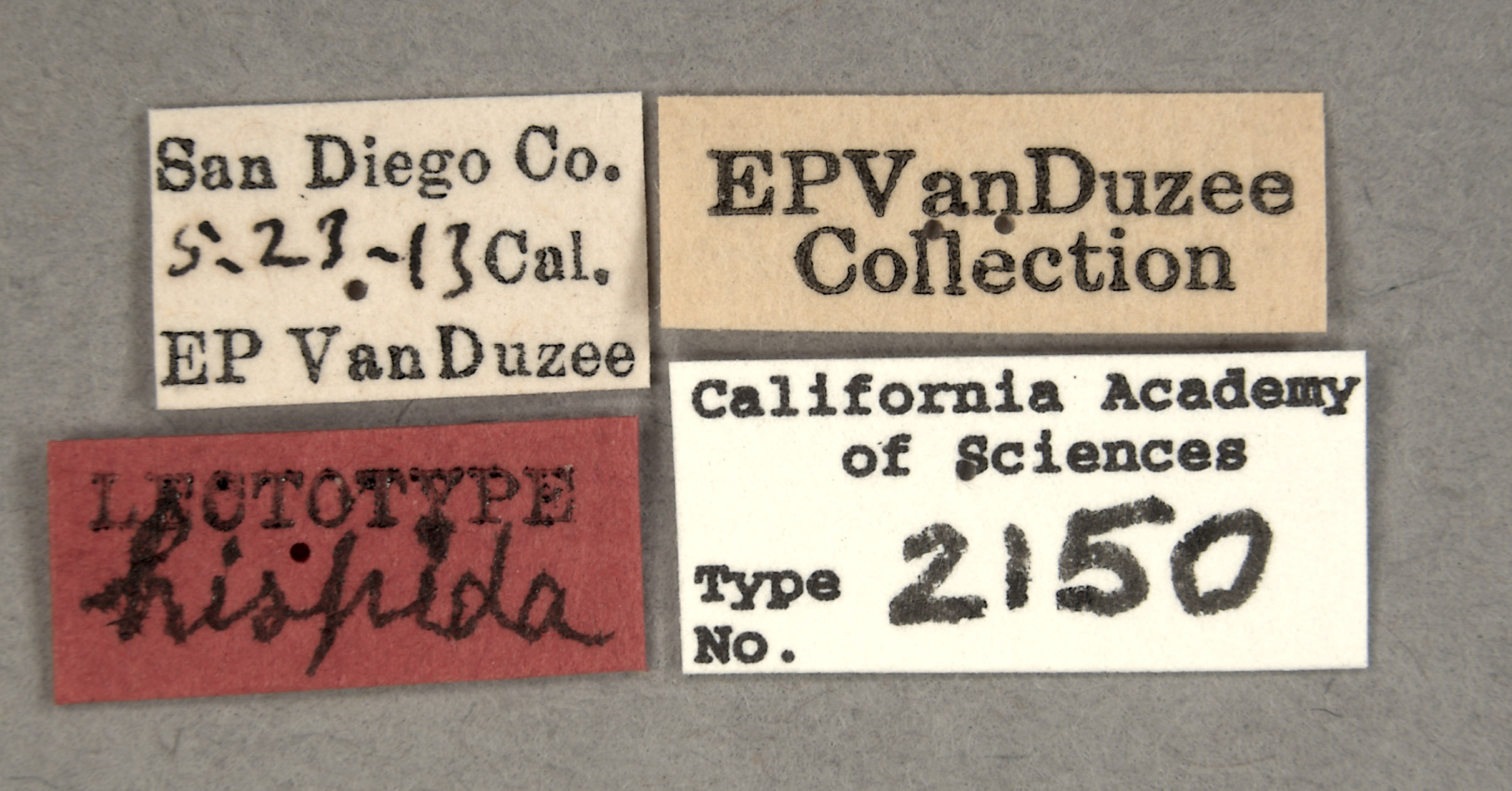 Parantonae hispida image