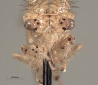 Parantonae hispida image