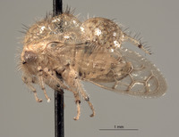 Parantonae hispida image