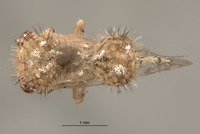 Parantonae hispida image