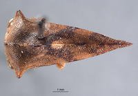 Telamona declivata image