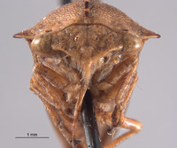 Telamona declivata image