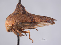 Telamona declivata image