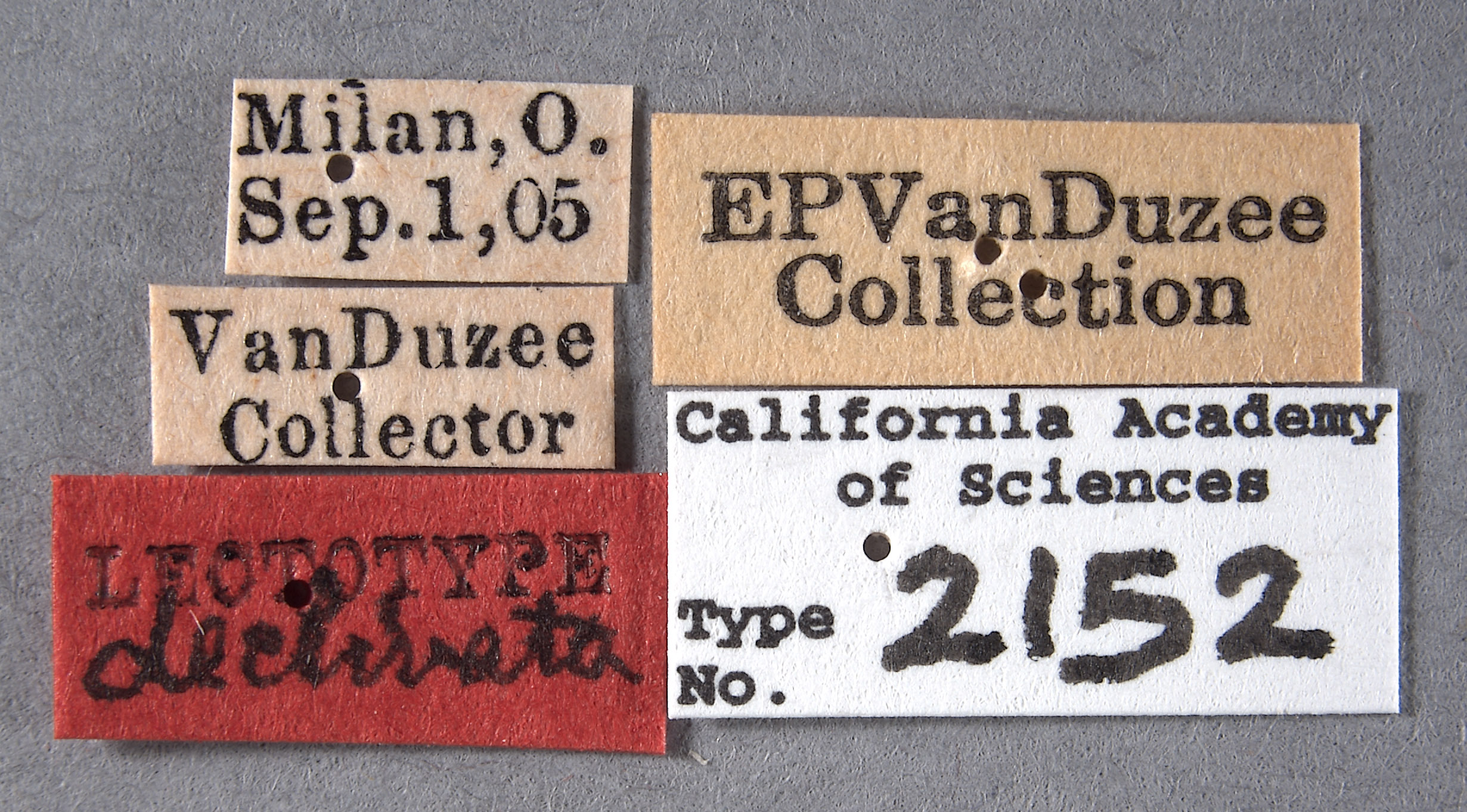 Telamona declivata image