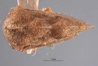 Image of Cyrtolobus fenestratus