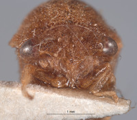 Cyrtolobus fenestratus image