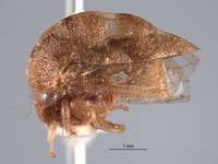 Cyrtolobus fenestratus image