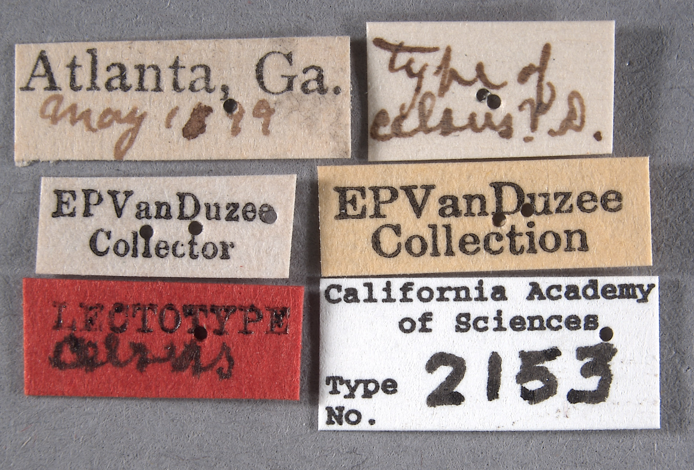 Cyrtolobus fenestratus image