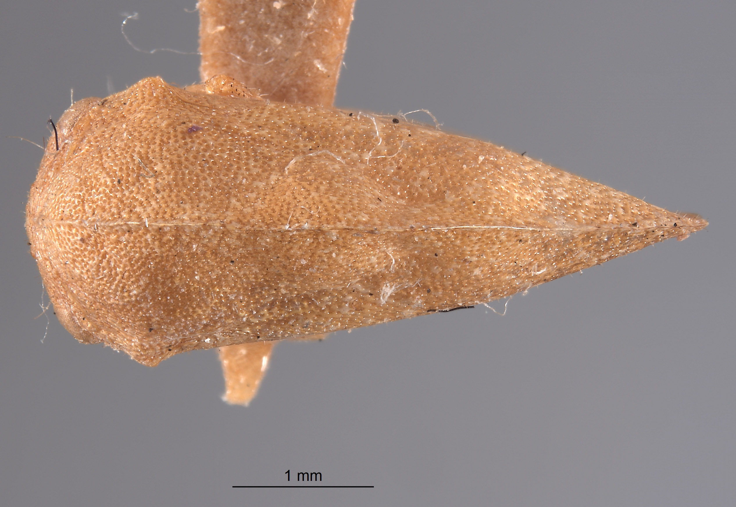 Cyrtolobus ovatus image