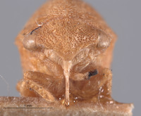 Cyrtolobus ovatus image