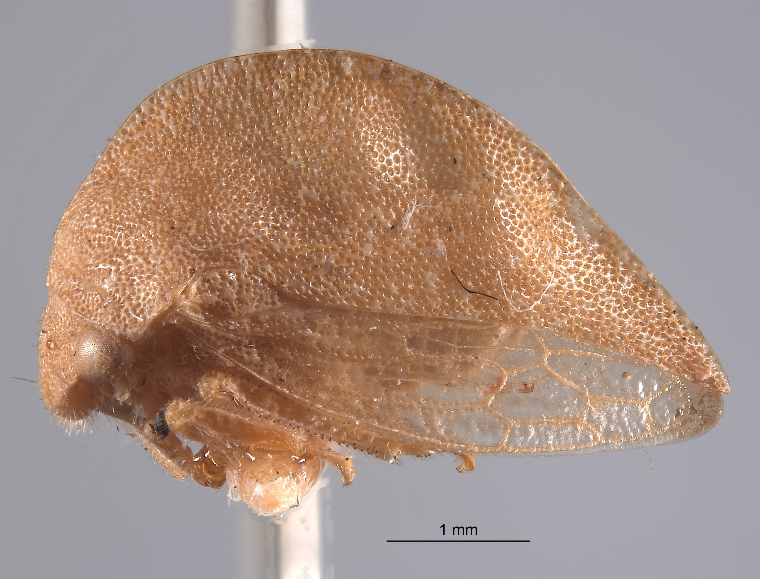 Cyrtolobus image