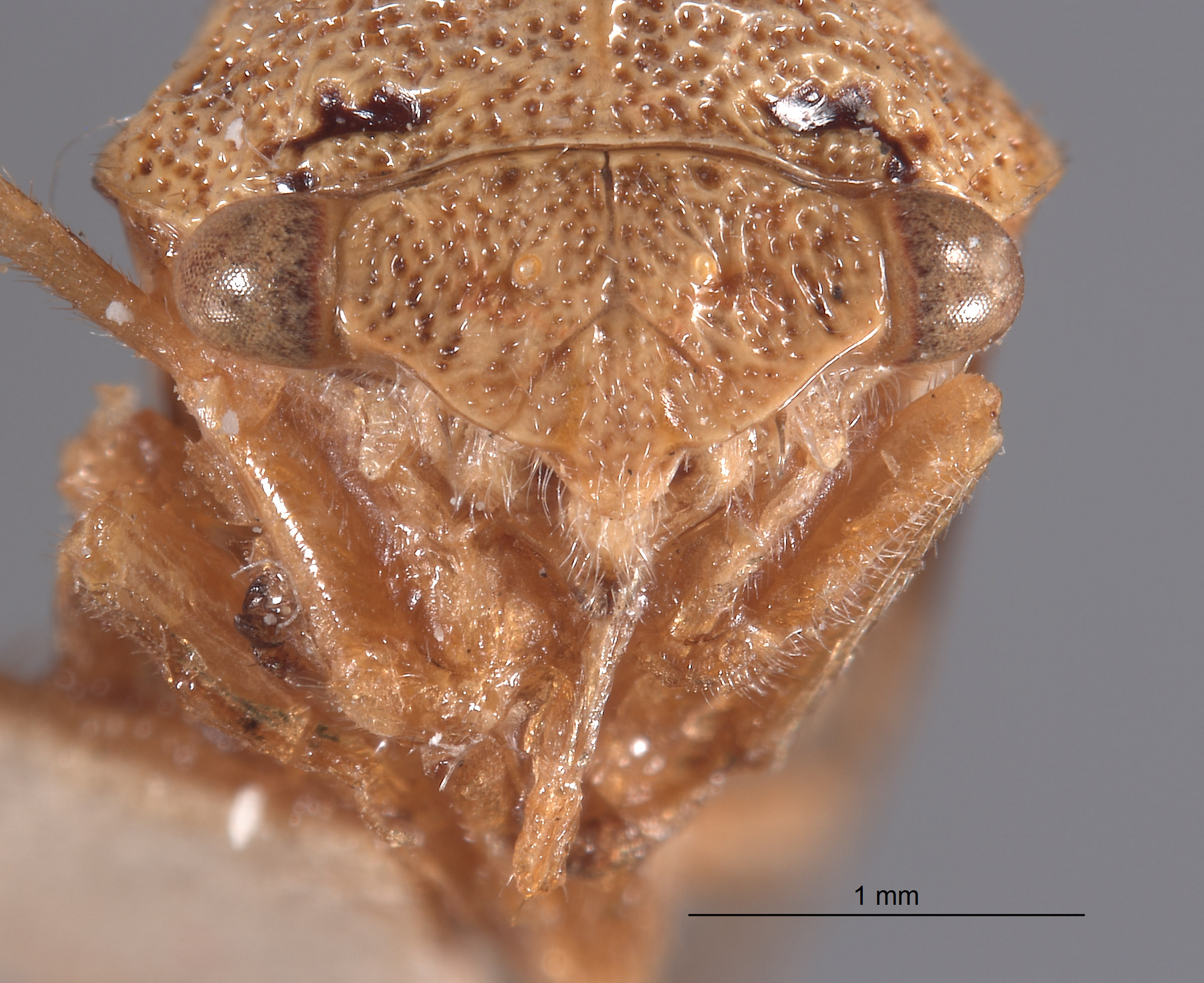 Membracidae image
