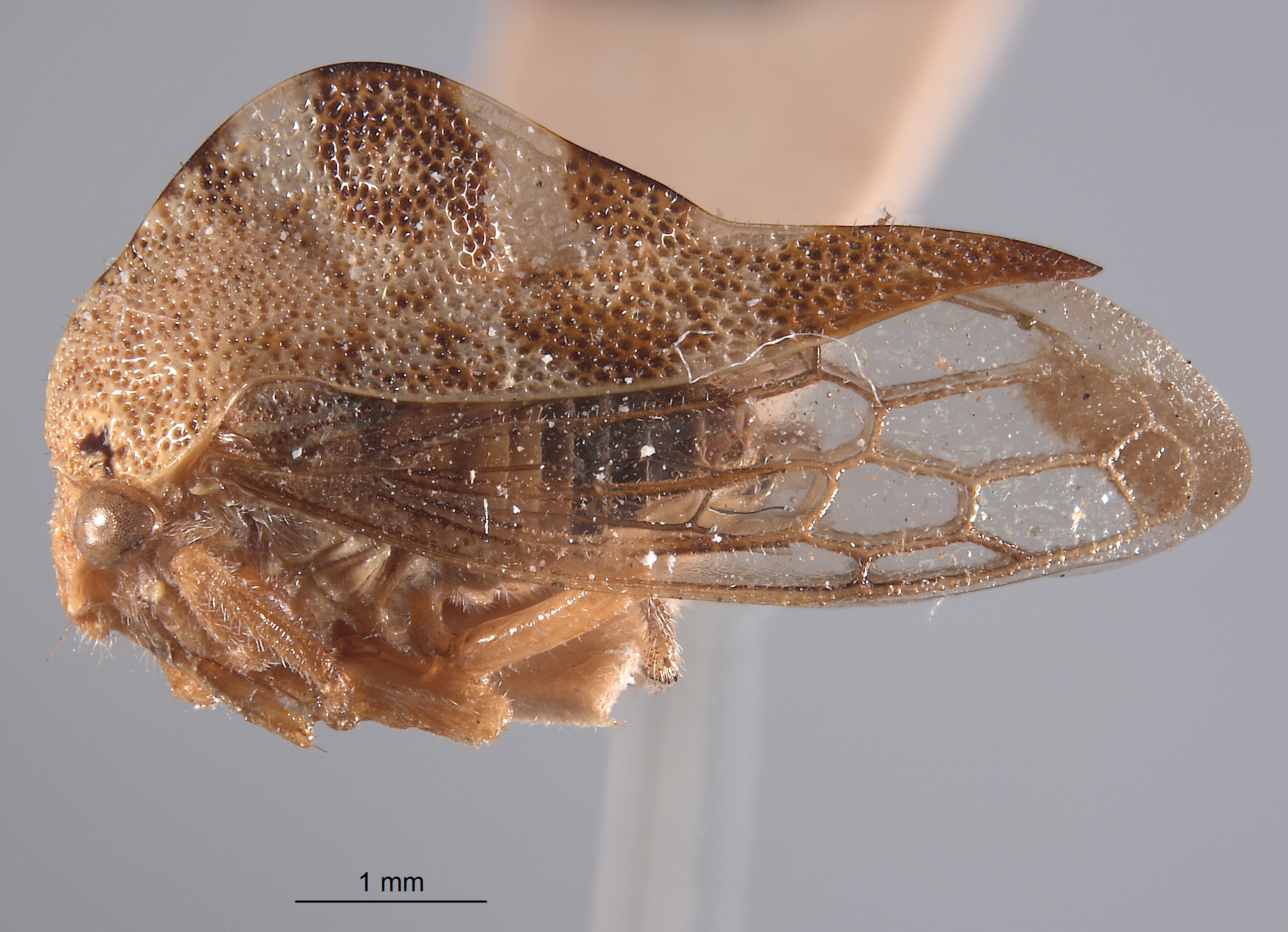 Cyrtolobus grandis image